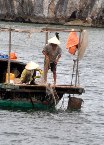 Để cải thiện thu nhập, ngoài nuôi trồng thủy sản, người dân còn dùng lưới đánh bắt trên vịnh Hạ Long.